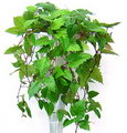 kangaroo vine